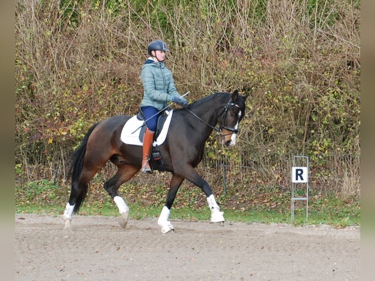 Hanovrien Hongre 7 Ans 172 cm Bai in Lejre