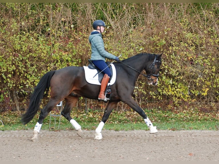 Hanovrien Hongre 7 Ans 172 cm Bai in Lejre