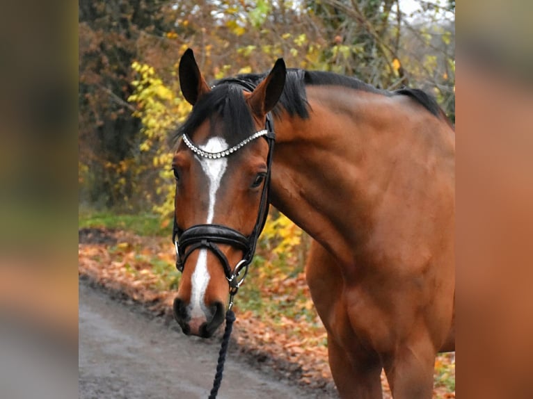 Hanovrien Hongre 7 Ans 172 cm Bai in Düren