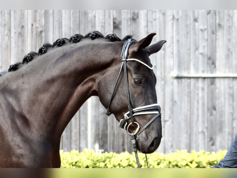 Hanovrien Hongre 7 Ans 172 cm Noir in Oyten