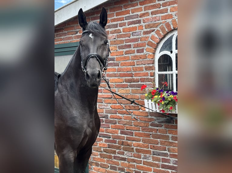 Hanovrien Hongre 7 Ans 172 cm Noir in Gro&#xDF;heide