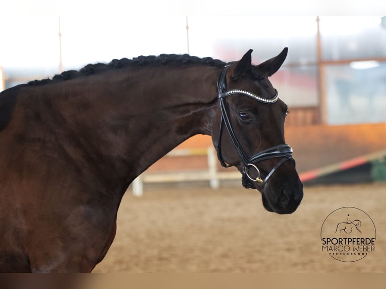 Hanovrien Hongre 7 Ans 172 cm Noir in Egestorf