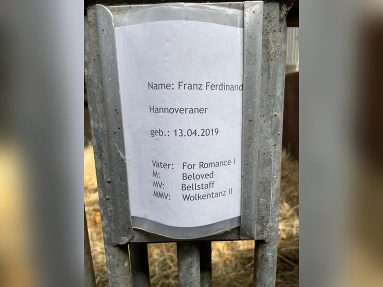Hanovrien Hongre 7 Ans 173 cm Alezan in Deetz