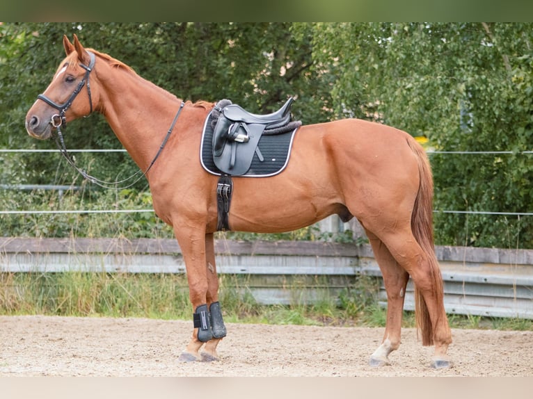 Hanovrien Hongre 7 Ans 173 cm Alezan in Ulm