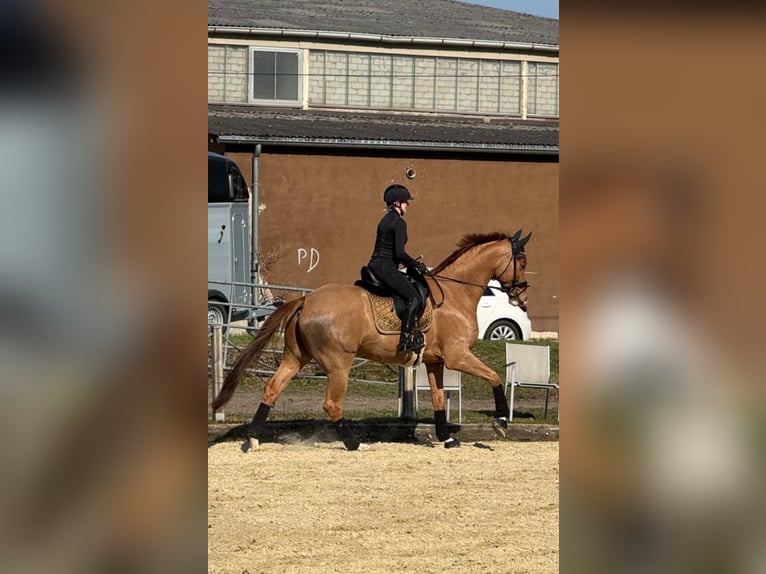 Hanovrien Hongre 7 Ans 173 cm Alezan in Hennef