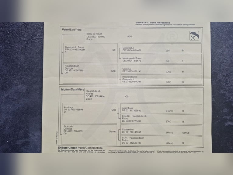 Hanovrien Hongre 7 Ans 173 cm Alezan in Sch&#xF6;mberg