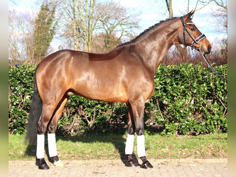 Hanovrien Hongre 7 Ans 173 cm Bai in Selsingen