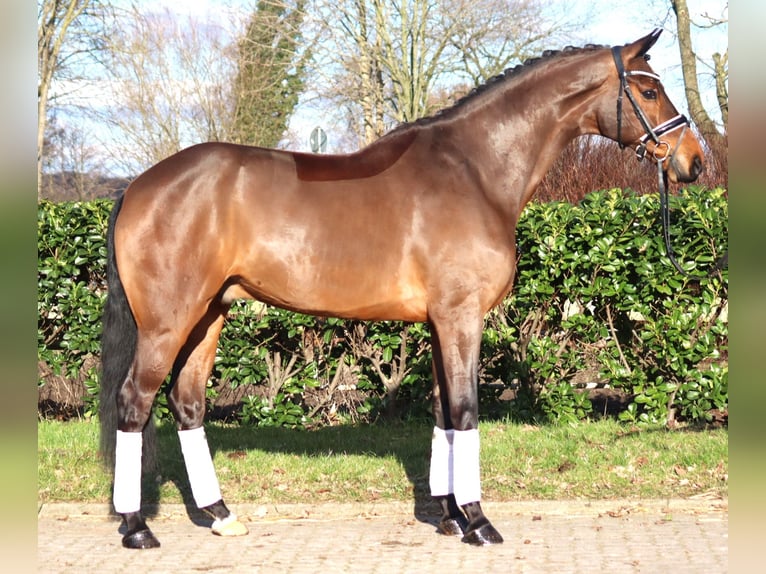 Hanovrien Hongre 7 Ans 173 cm Bai in Selsingen