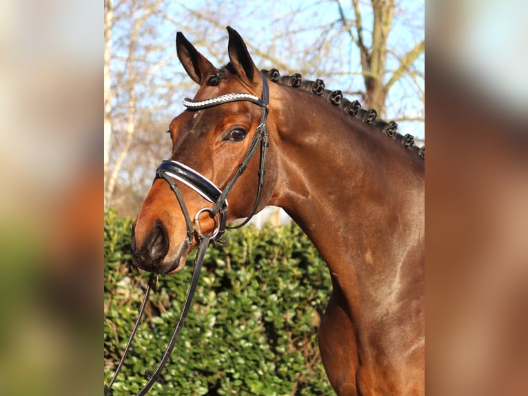 Hanovrien Hongre 7 Ans 173 cm Bai in Selsingen