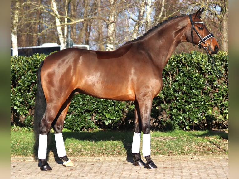 Hanovrien Hongre 7 Ans 173 cm Bai in Selsingen