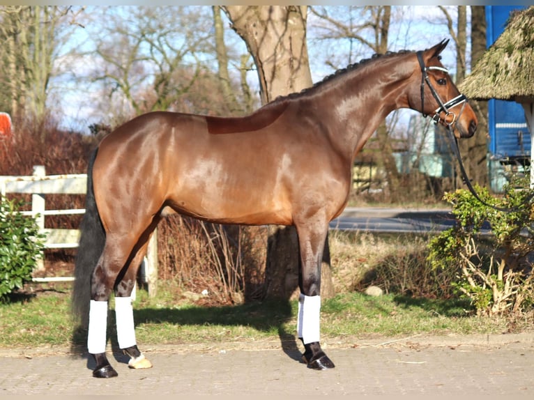 Hanovrien Hongre 7 Ans 173 cm Bai in Selsingen