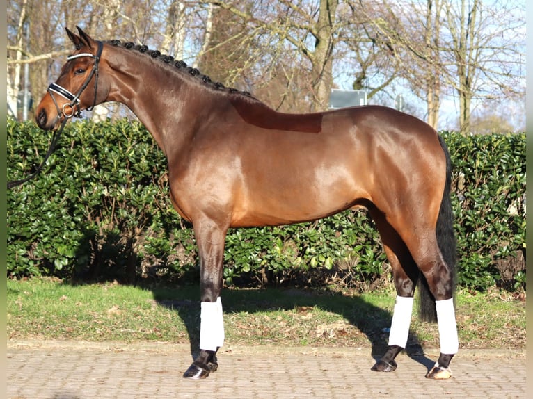 Hanovrien Hongre 7 Ans 173 cm Bai in Selsingen