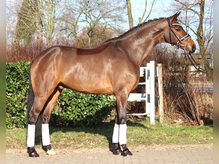 Hanovrien Hongre 7 Ans 173 cm Bai in Selsingen