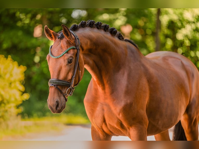 Hanovrien Hongre 7 Ans 173 cm Bai in Wehringen