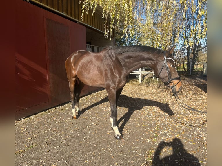 Hanovrien Hongre 7 Ans 173 cm Bai in Hechingen