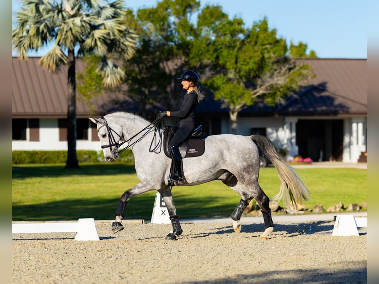 Hanovrien Hongre 7 Ans 173 cm Gris in Califon New Jersey