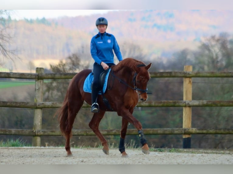 Hanovrien Hongre 7 Ans 174 cm Alezan brûlé in Aerzen