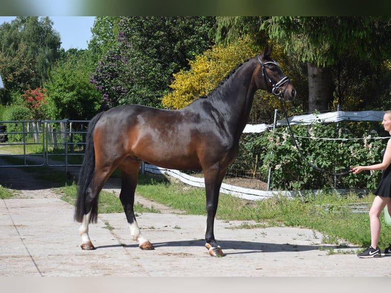 Hanovrien Hongre 7 Ans 174 cm Bai brun in Dätgen