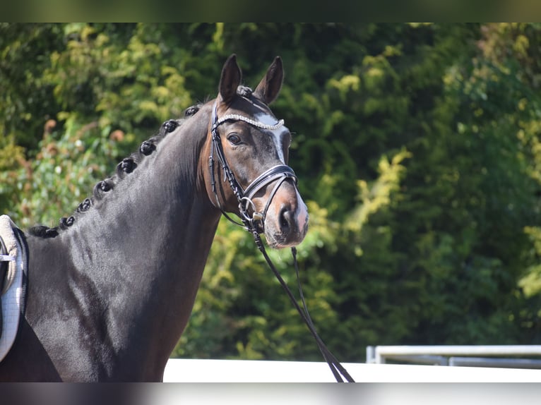 Hanovrien Hongre 7 Ans 174 cm Bai brun in Dätgen