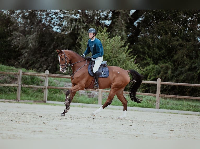 Hanovrien Hongre 7 Ans 174 cm Bai in Riedstadt