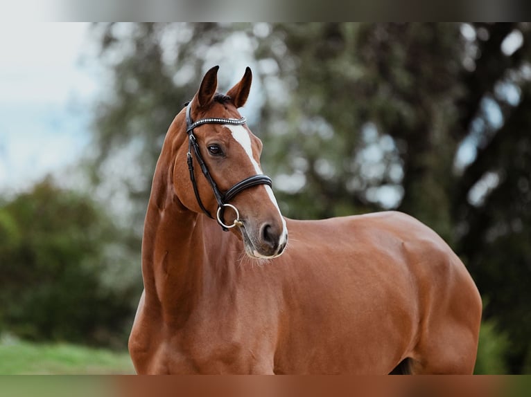 Hanovrien Hongre 7 Ans 174 cm Bai in Riedstadt