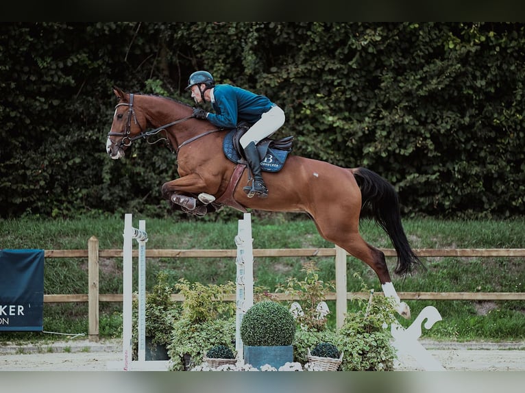 Hanovrien Hongre 7 Ans 174 cm Bai in Riedstadt