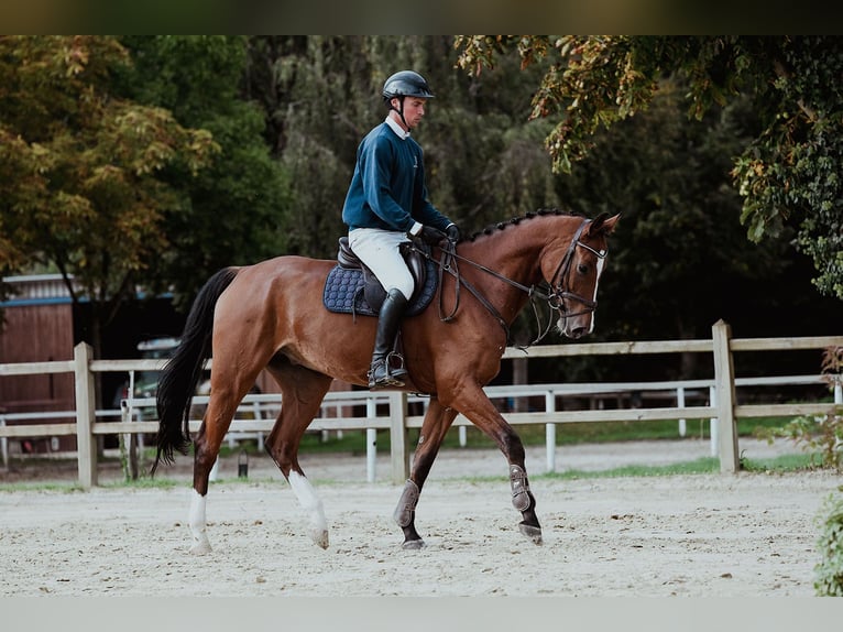 Hanovrien Hongre 7 Ans 174 cm Bai in Riedstadt