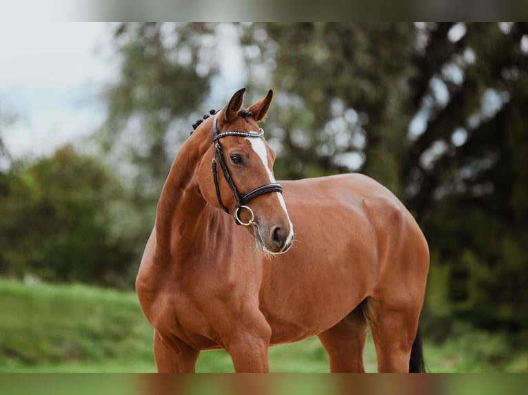 Hanovrien Hongre 7 Ans 174 cm Bai in Riedstadt