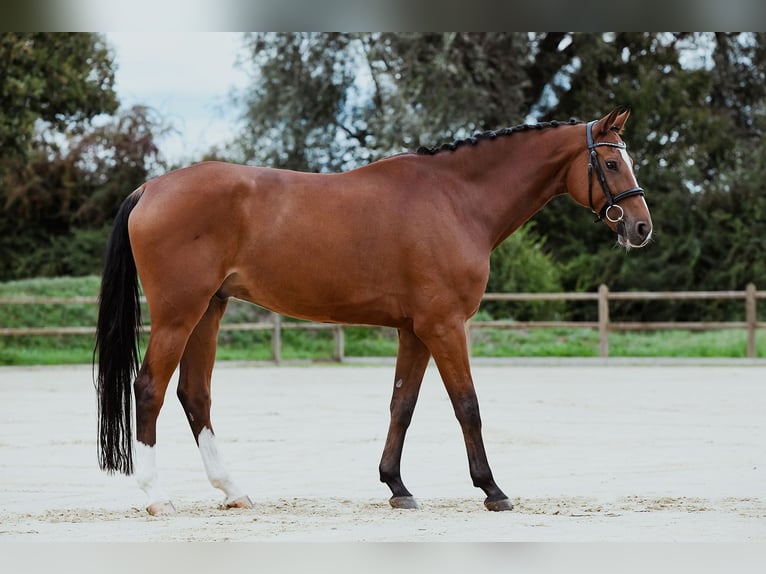 Hanovrien Hongre 7 Ans 174 cm Bai in Riedstadt