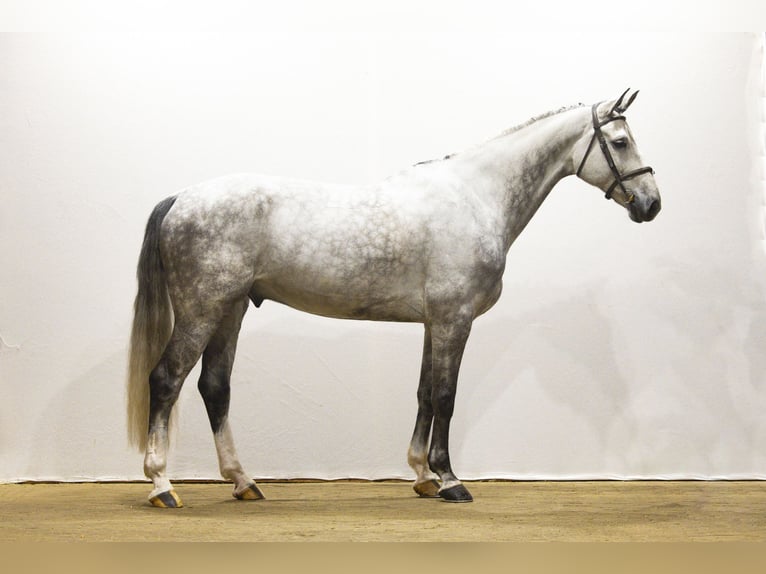 Hanovrien Hongre 7 Ans 174 cm Gris in Waddinxveen