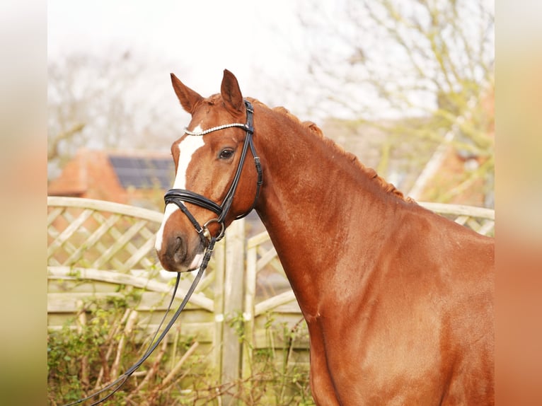Hanovrien Hongre 7 Ans 175 cm Alezan in Hohenfelde