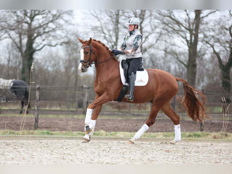 Hanovrien Hongre 7 Ans 175 cm Alezan in Haaksbergen