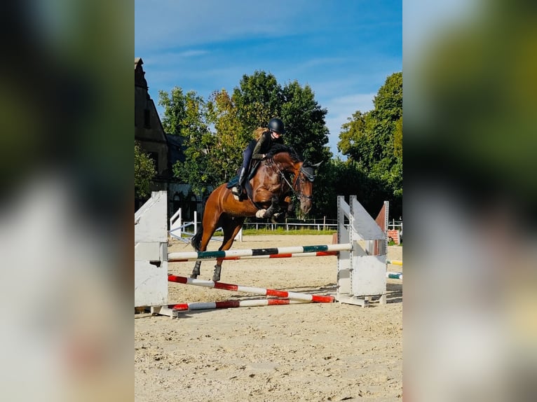 Hanovrien Hongre 7 Ans 175 cm Bai in Sankt Ingbert