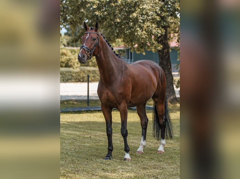 Hanovrien Hongre 7 Ans 175 cm Bai in Bodenkirchen