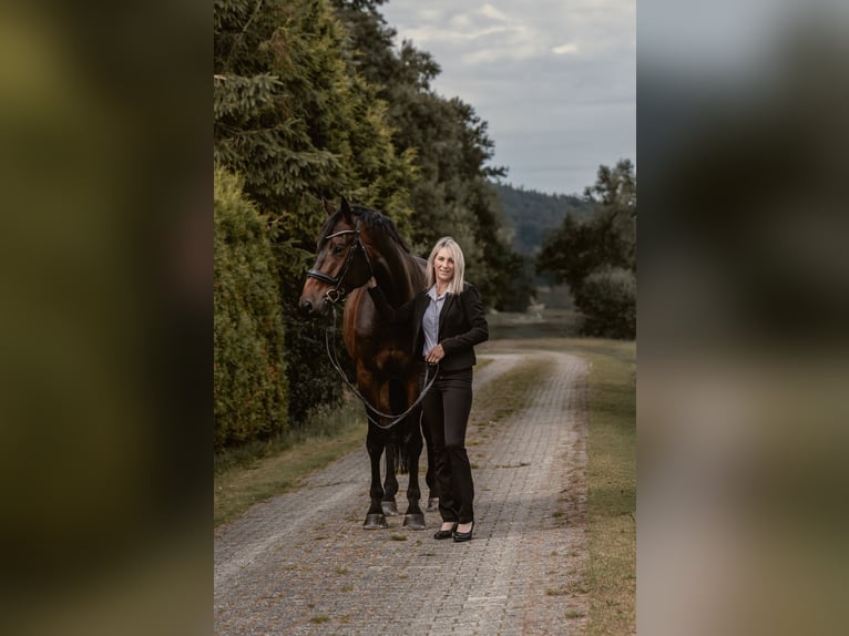 Hanovrien Hongre 7 Ans 175 cm Bai in Römstedt