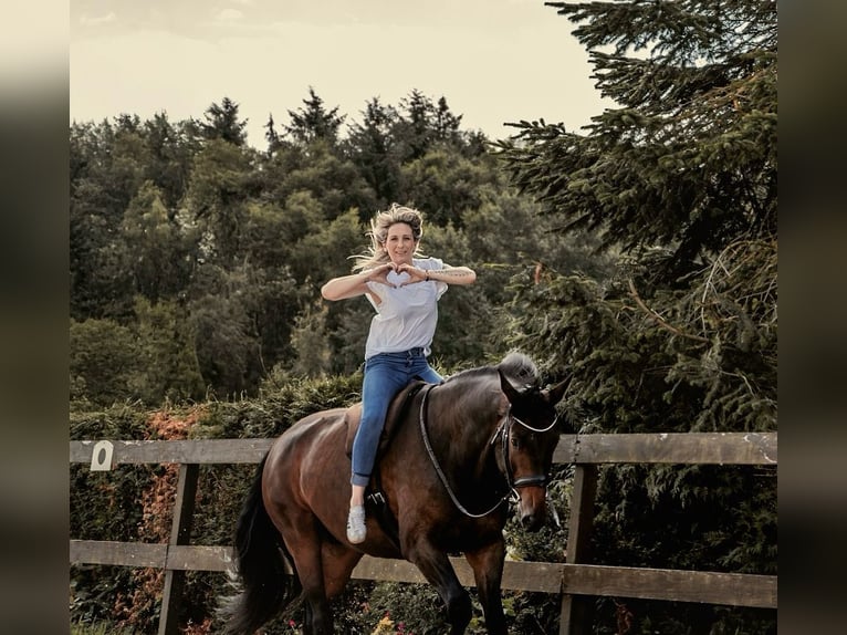 Hanovrien Hongre 7 Ans 175 cm Bai in Römstedt