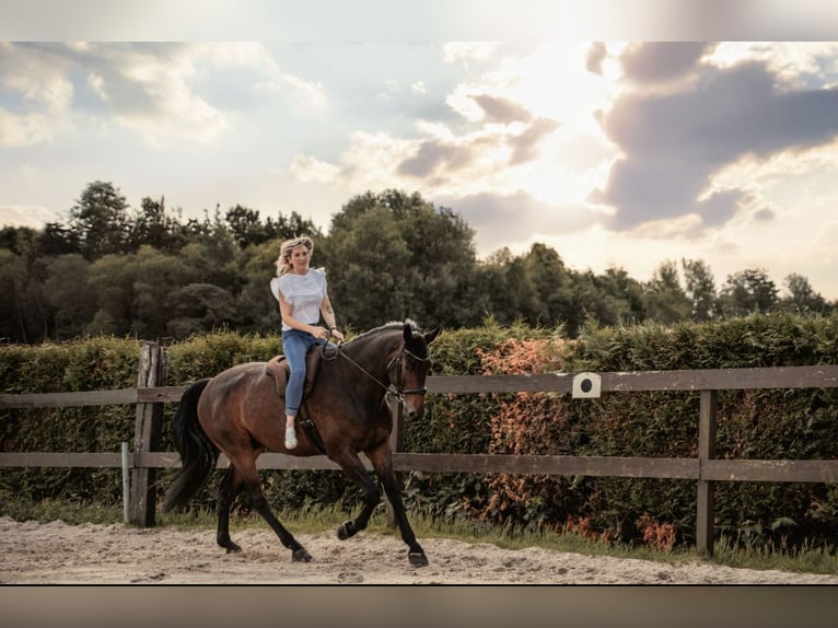 Hanovrien Hongre 7 Ans 175 cm Bai in Römstedt