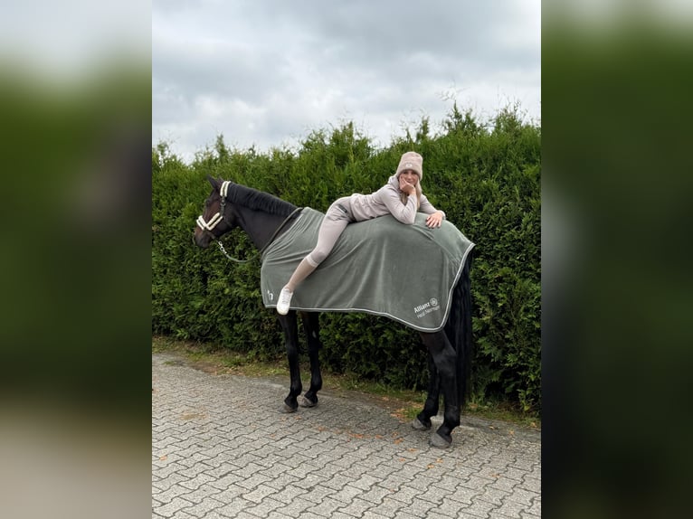 Hanovrien Hongre 7 Ans 175 cm Bai in Römstedt
