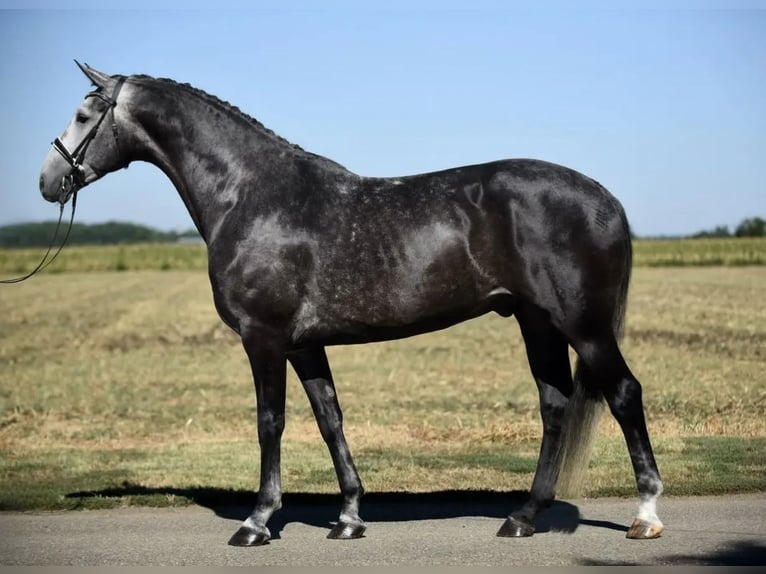 Hanovrien Hongre 7 Ans 175 cm Gris pommelé in Gollarn
