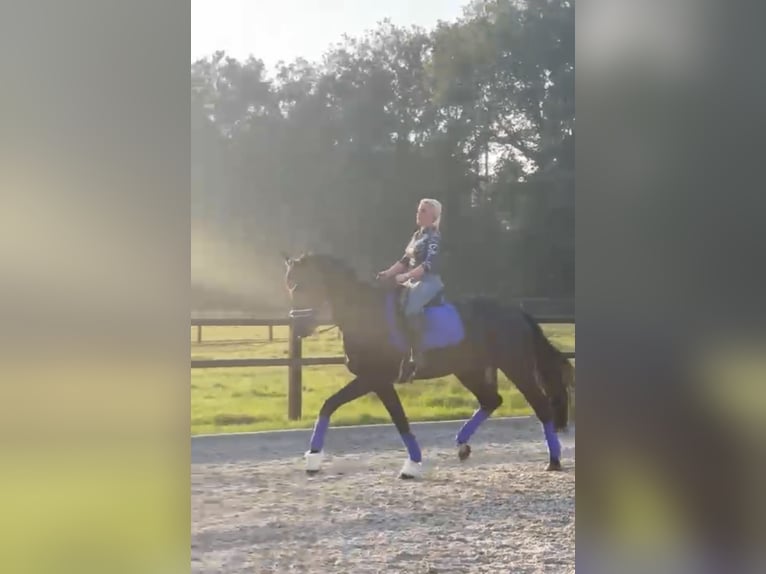 Hanovrien Hongre 7 Ans 175 cm Noir in D&#xFC;sseldorf