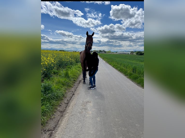 Hanovrien Hongre 7 Ans 176 cm Bai clair in Neuwied