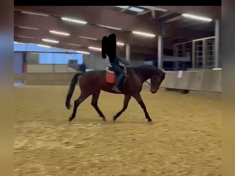 Hanovrien Hongre 7 Ans 176 cm Bai clair in Neuwied