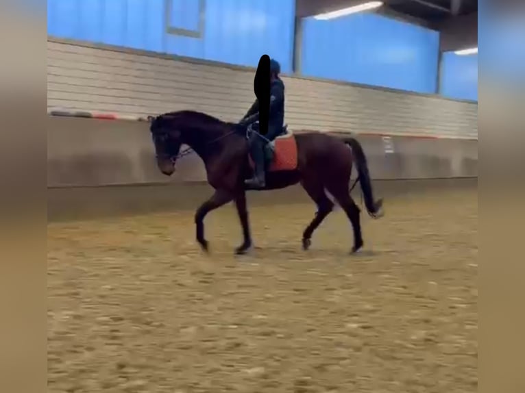Hanovrien Hongre 7 Ans 176 cm Bai clair in Neuwied