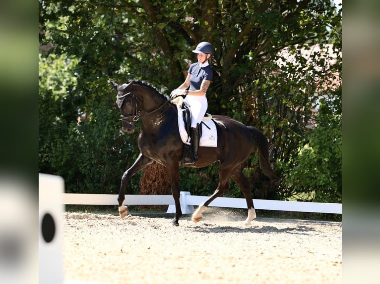 Hanovrien Hongre 7 Ans 176 cm Noir in Ringe