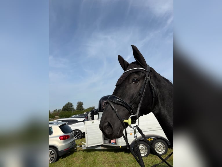 Hanovrien Hongre 7 Ans 176 cm Noir in Ringe