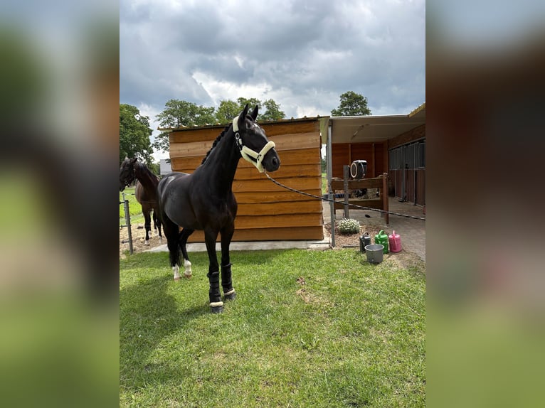 Hanovrien Hongre 7 Ans 176 cm Noir in Ringe