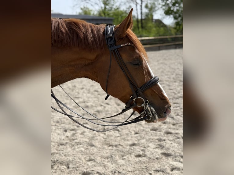 Hanovrien Hongre 7 Ans 177 cm Alezan in Sieversen