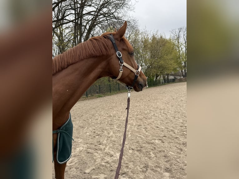 Hanovrien Hongre 7 Ans 177 cm Alezan in Sieversen