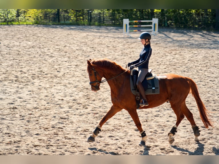 Hanovrien Hongre 7 Ans 177 cm Alezan in Sieversen