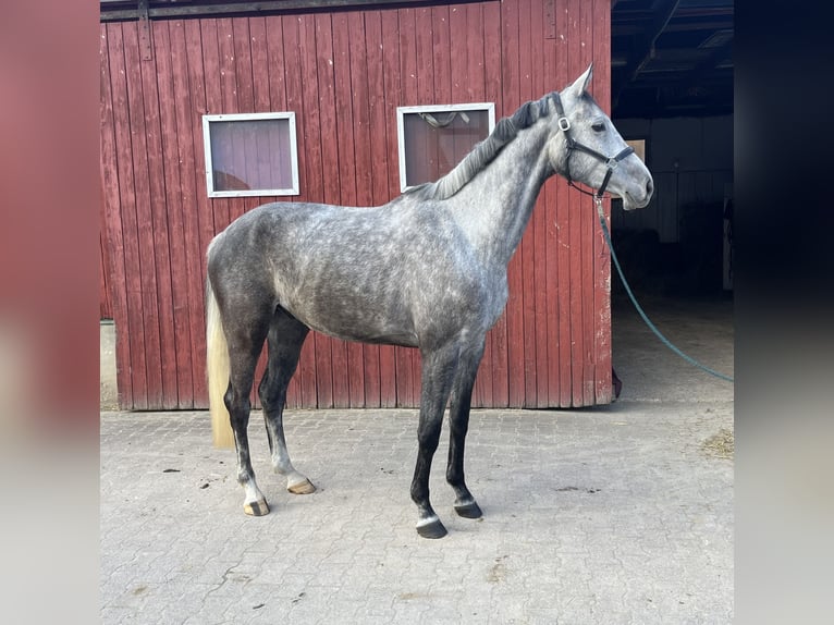 Hanovrien Hongre 7 Ans 177 cm Gris pommelé in Barntrup